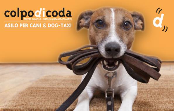 Asilo per Cani & Dog Taxi